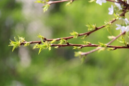 Sheet plant shoots