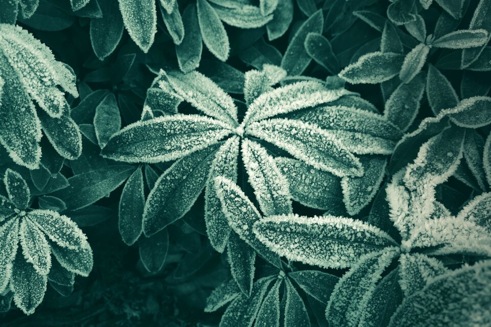 Garden water drops
