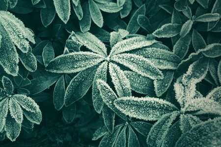 Garden water drops