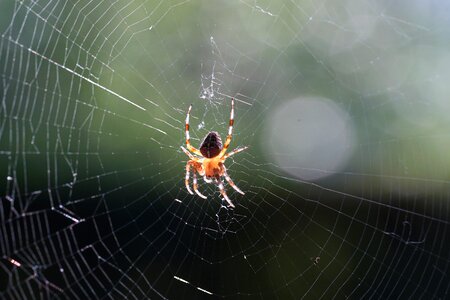 Close up web macro