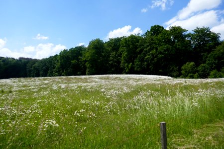 Neuenheerse - Margeritenwiese - 3