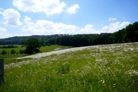 Neuenheerse - Margeritenwiese - 2