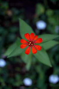 Red plant petals