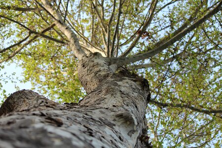 Bark outdoors plant