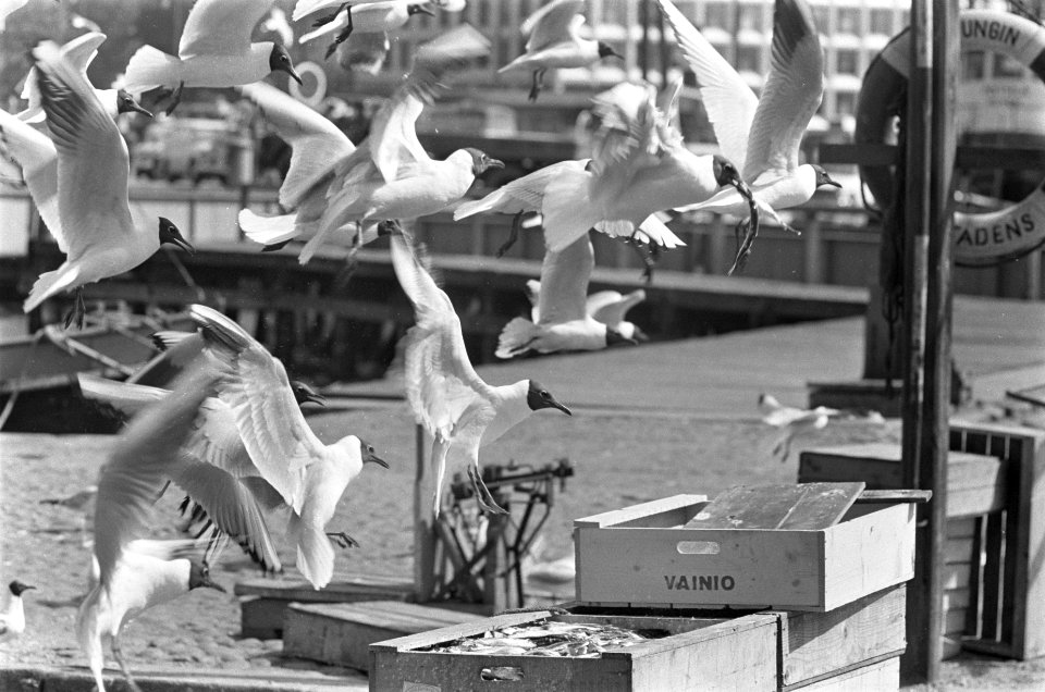 Vismarkt in Helsinki met meeuwen, Bestanddeelnr 920-4649