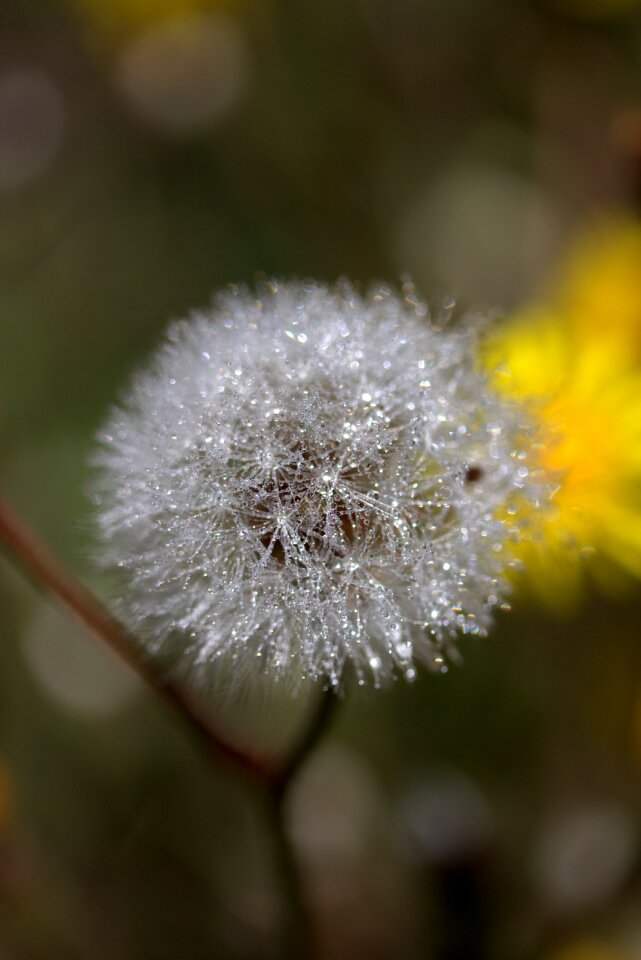Wet dew nature