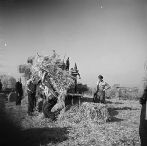 Vrijwilligers helpen de boeren in de Noordoostpolder, Bestanddeelnr 900-5649