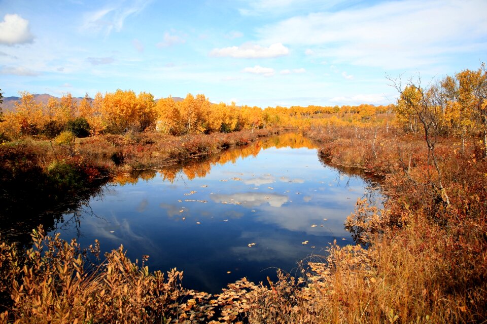 Reflection autumn forest golden autumn