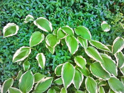 VInca and hosta - Arlington, MA