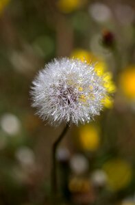 Wet dew nature