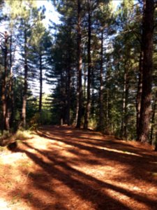 Volcan de Jaujac - Chemin de crête