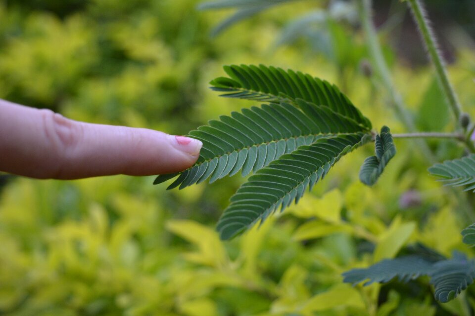 Plant mimosa pudica shameplant