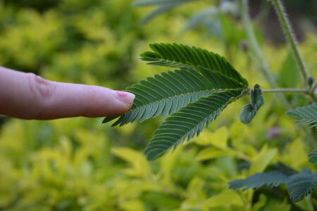 Plant mimosa pudica shameplant