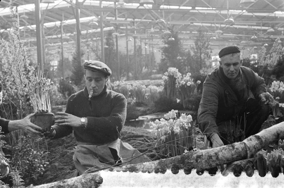 Voorbereidingen voor de jaarlijkse Westfriese flora in Bovenkarspel. Links Jan R, Bestanddeelnr 911-0316