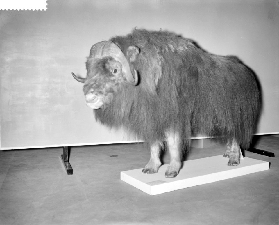Voorbezichtiging tentoonstelling De IJsstijden in het Zoologisch Museum te Ams, Bestanddeelnr 910-8926
