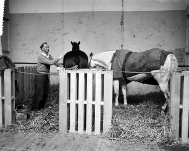 Voorbereidingen voor het Concours Hippique in de RAI paarden in de stallen, Bestanddeelnr 911-7822