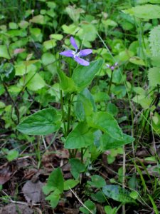 Viola canina Simo, Finland 22.06.2013