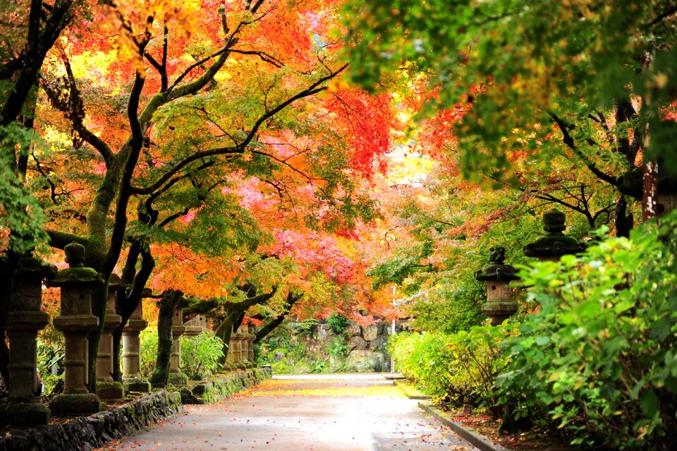 Autumn autumnal leaves temple