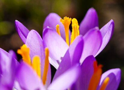 Plant garden macro photo