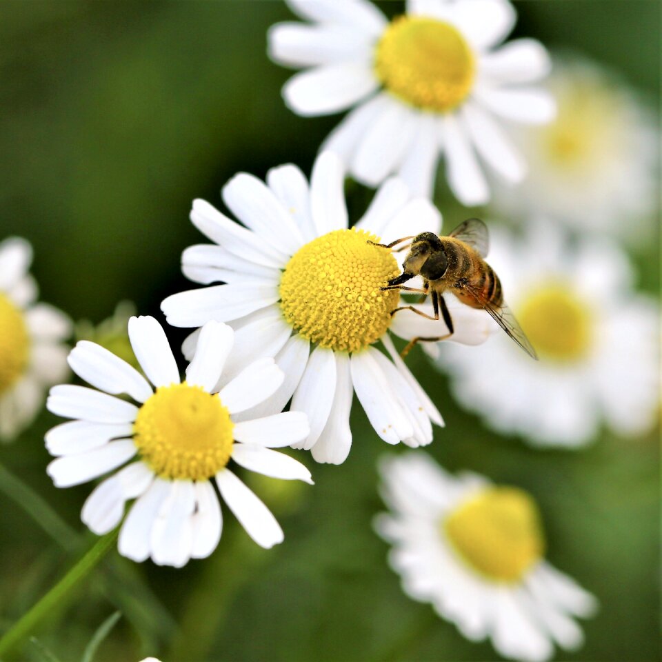 Insect animal macro