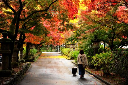 Autumnal leaves temple walk photo