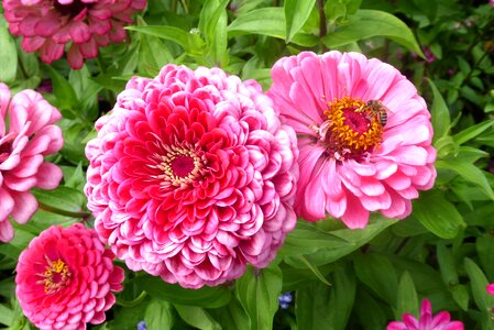 Pink flower garden close up