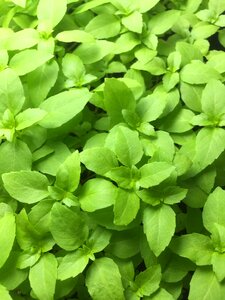 Green spring growth