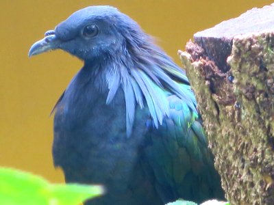 Vogelpark Olching 10
