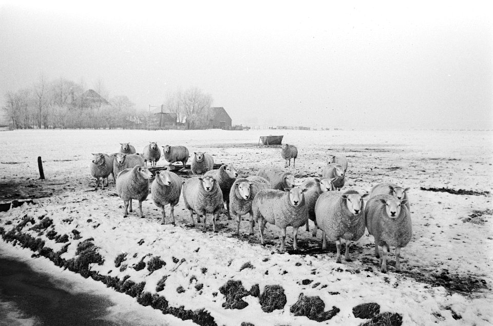 Volendam schapen in de Beemster in sneeuw, Bestanddeelnr 924-1475