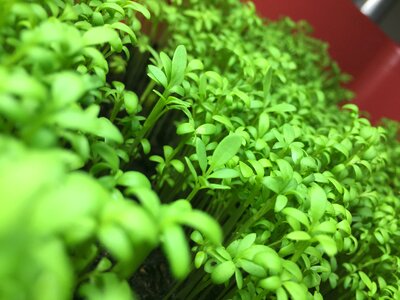 Green spring growth