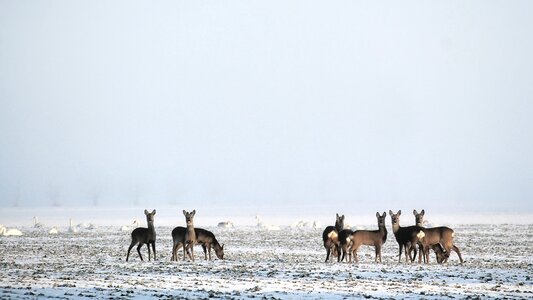 Fallow deer mammals animal world