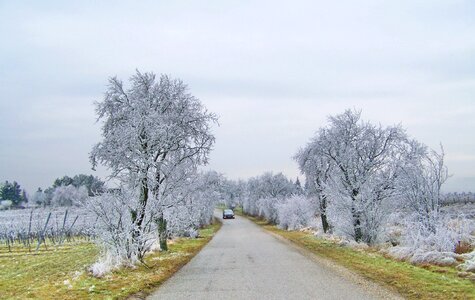 Winter landscape dérlepte vegetation nature photo