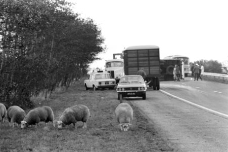 Vrachtwagen met schapen gekanteld op weg Amsterdam Den Haag , schapen worden bi…, Bestanddeelnr 925-1224