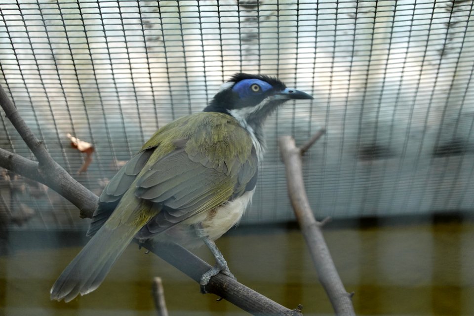 Vogelpark Olching 27
