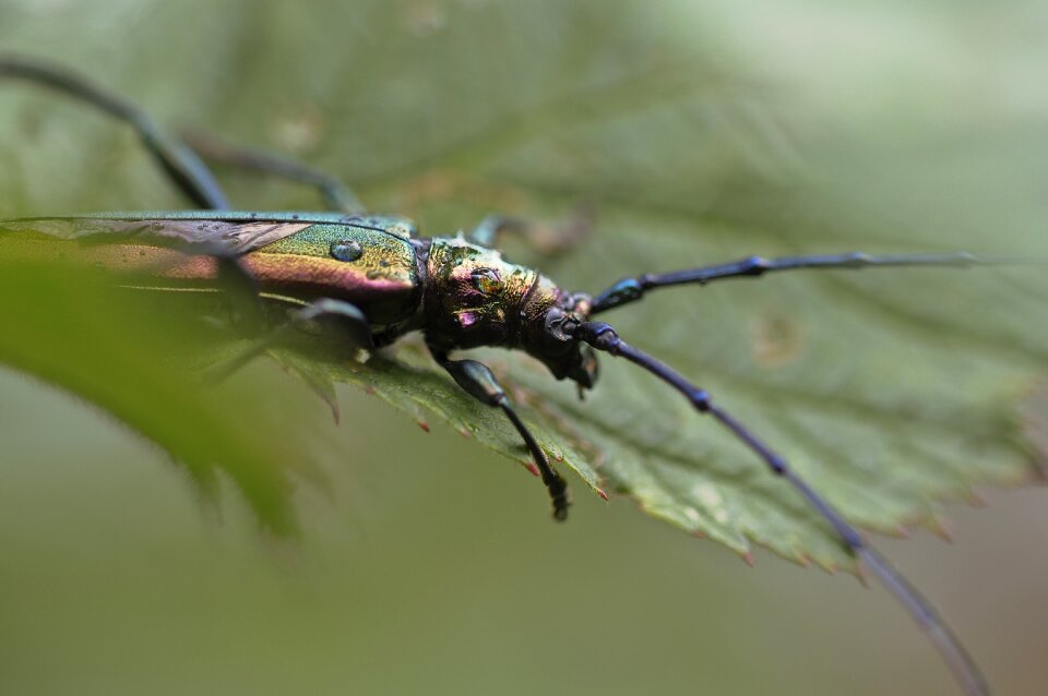 Macro nature macro photography