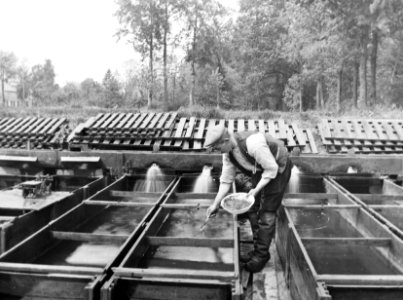 Voedering broed, Bestanddeelnr 194-0986