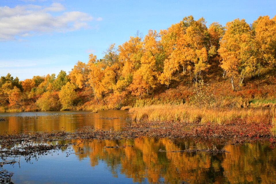 Reflection autumn forest golden autumn photo