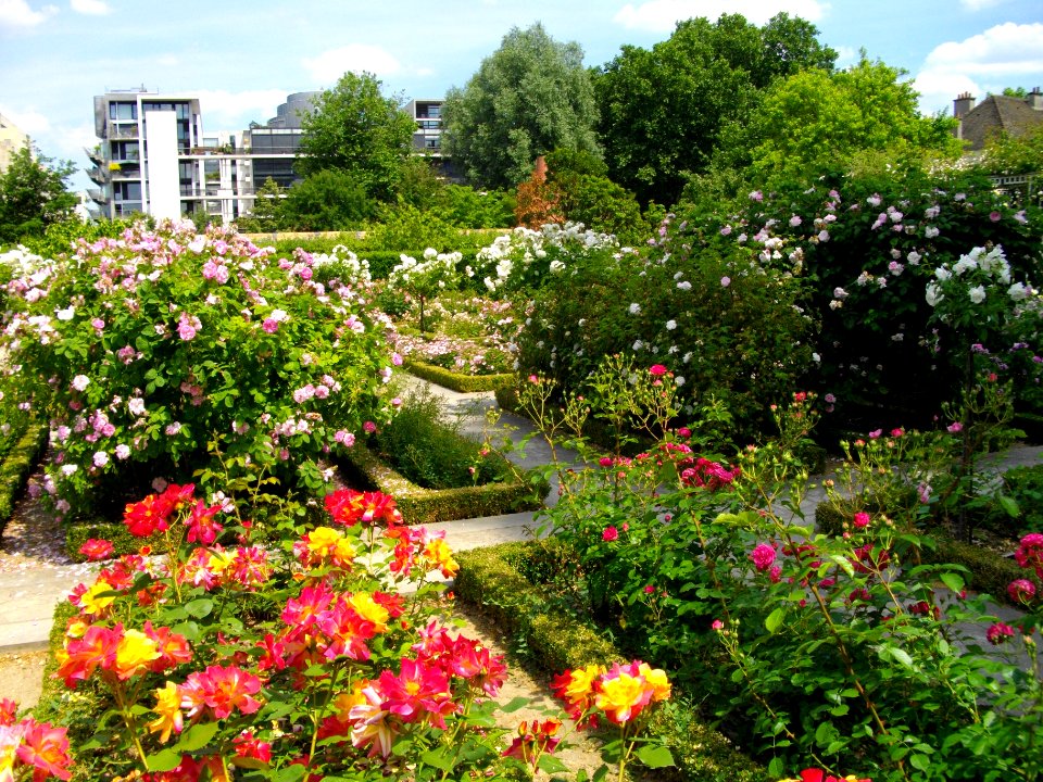 Vue du jardin avec roses
