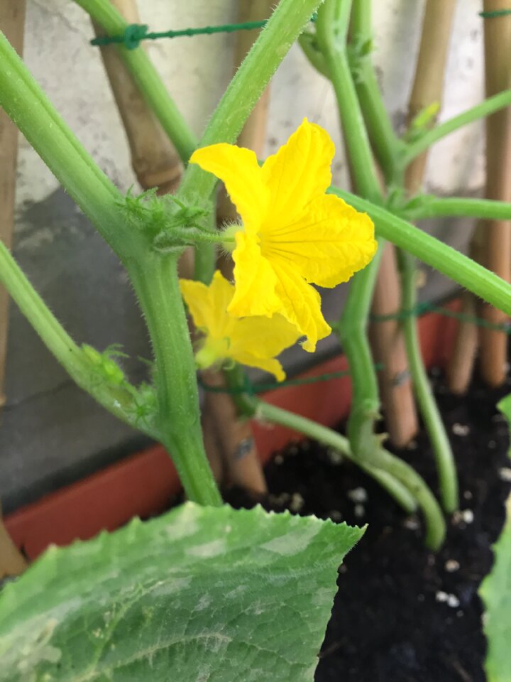 Green spring growth