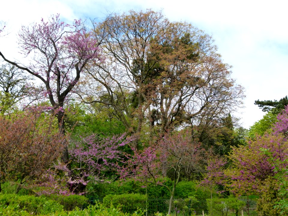 Vue du Jardin des Plantes au printemps