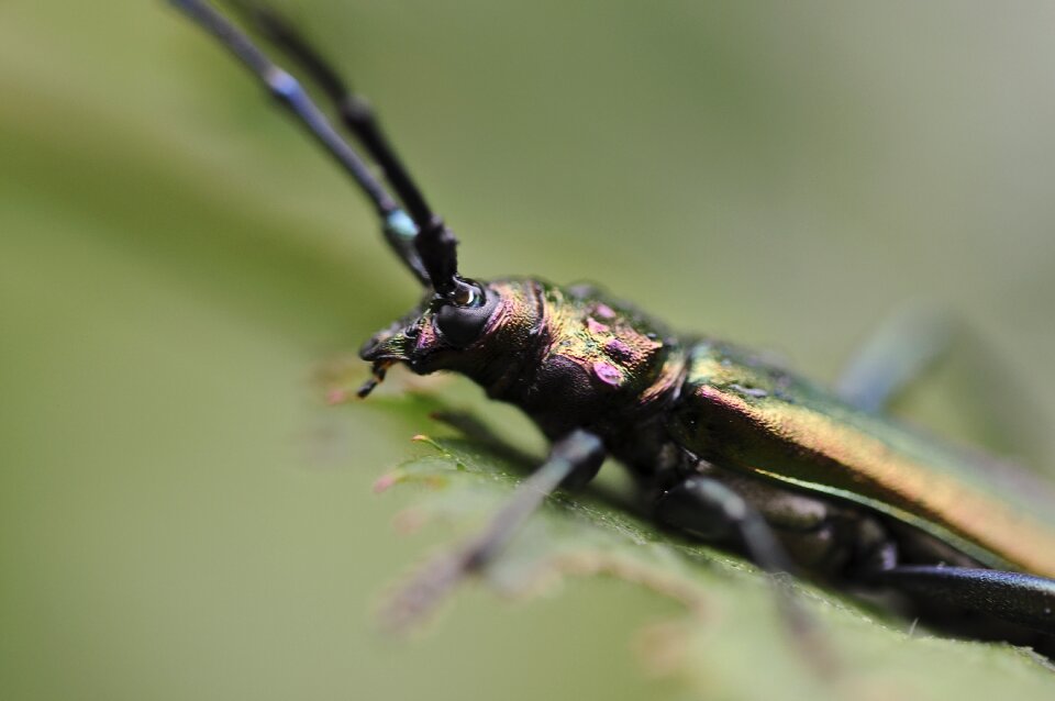 Macro nature macro photography