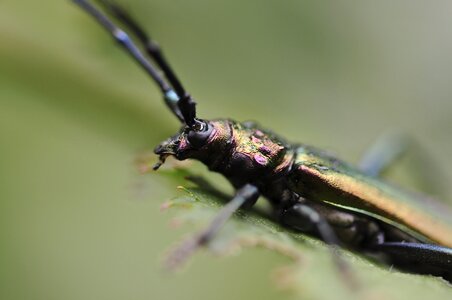 Macro nature macro photography