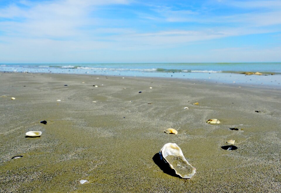 Sand coast seashell
