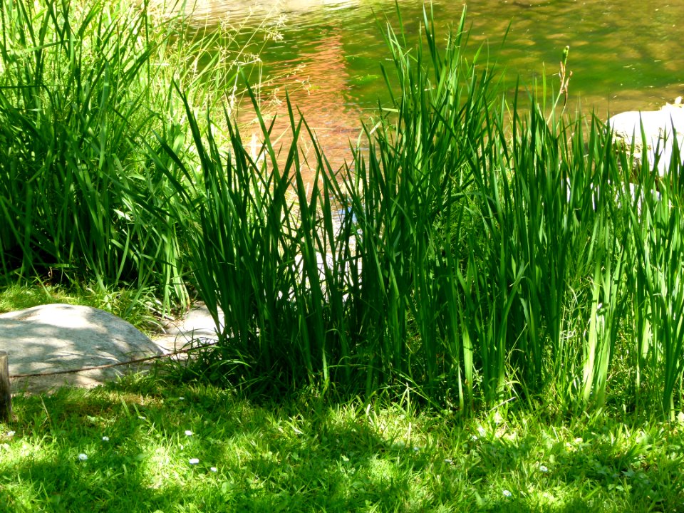 Vue du jardin Albert Kahn