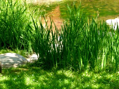 Vue du jardin Albert Kahn