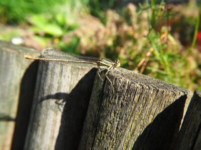 Wood nature insect garden photo