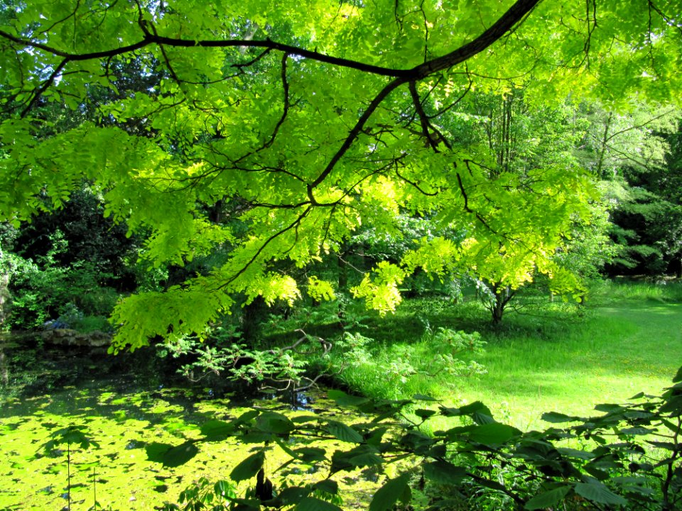 Vue du jardin sous l'arbre