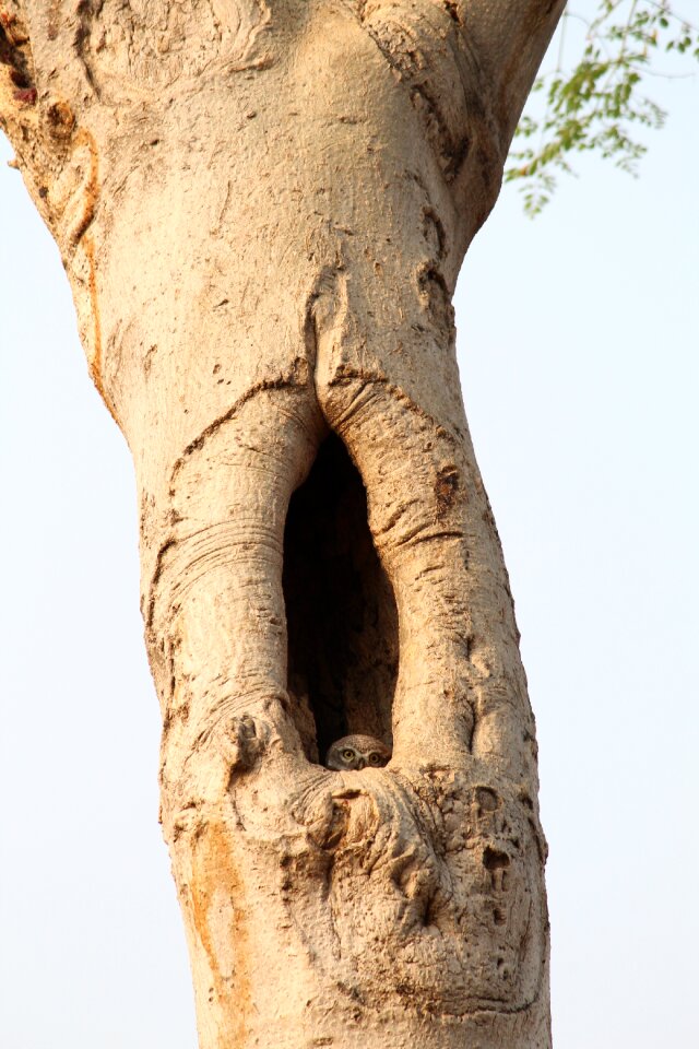 Tree owl wood