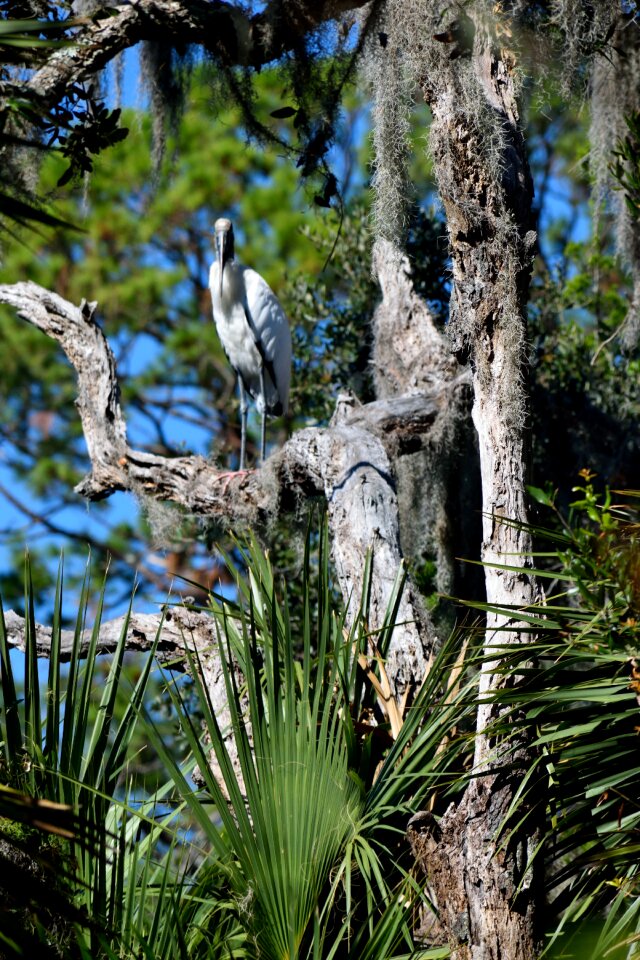 Nature trees wilderness