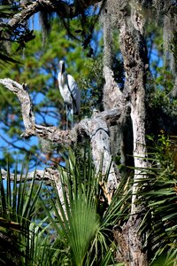 Nature trees wilderness photo